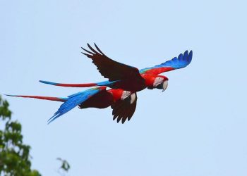 El señor de las aves