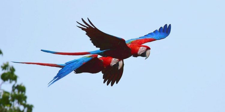 El señor de las aves