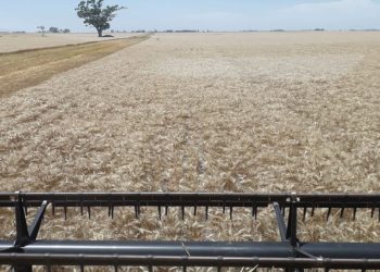 En 25 años, obtuvieron picos de incremento productivo cercanos al 140% en trigos del sur de Santa Fe