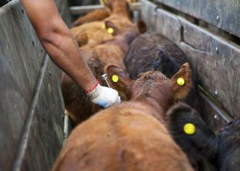 Fiebre aftosa: Requisitos para el movimiento de bovinos y bubalinos en la campaña 2024