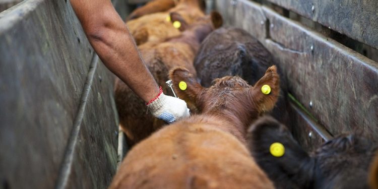 Fiebre aftosa: Requisitos para el movimiento de bovinos y bubalinos en la campaña 2024