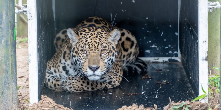 Histórico: una yaguareté hembra pisa suelo chaqueño después de 35 años