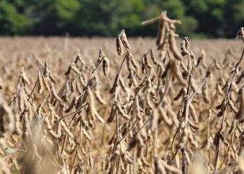 La soja mejora y suben 600 mil toneladas más a las proyecciones de producción