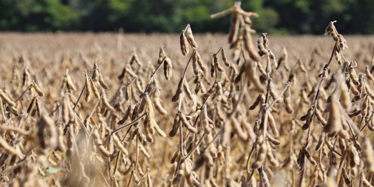 La soja mejora y suben 600 mil toneladas más a las proyecciones de producción