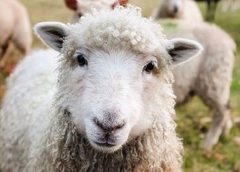 Las exportaciones laneras mejoraron un 7% interanual