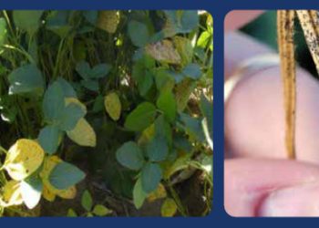 Patógenos y plagas comienzan a complicar el desarrollo de los cultivos en el centro y norte de Córdoba