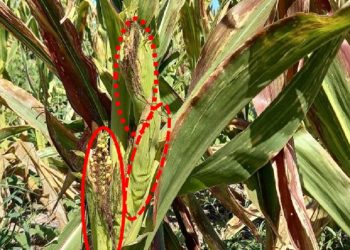 Santa Fe: Semana tras semana, el estado del maíz tardío se complica y se deteriora.