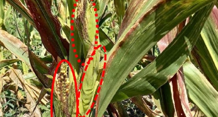 Santa Fe: Semana tras semana, el estado del maíz tardío se complica y se deteriora.