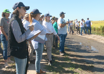 Un clásico de la cuenca arrocera nacional