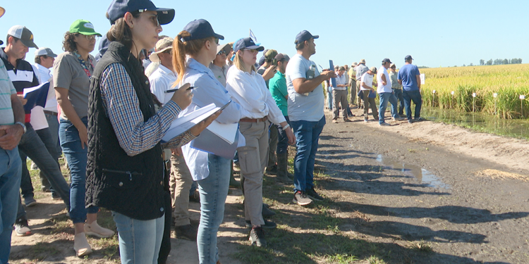 Un clásico de la cuenca arrocera nacional