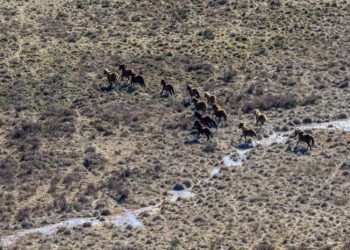 Australia inicia una polémica matanza aérea de miles de caballos salvajes en un parque natural