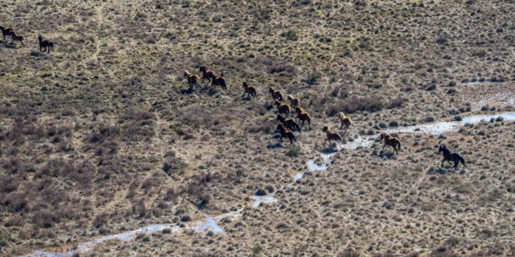 Australia inicia una polémica matanza aérea de miles de caballos salvajes en un parque natural