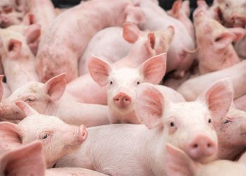 Cerdo: un horizonte de oportunidades