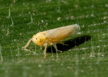 La chicharrita del maíz provoca “pérdidas irreversibles» y la Sociedad Rural pide ayuda del Estado