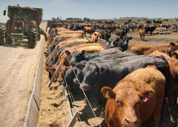 Las cuentas mejoran para los feedlots en un contexto de alta incertidumbre