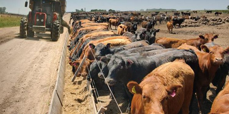 Las cuentas mejoran para los feedlots en un contexto de alta incertidumbre