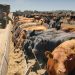 Las cuentas mejoran para los feedlots en un contexto de alta incertidumbre