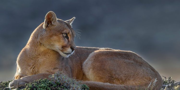 Matar pumas y guanacos, un «atractivo» turístico: Santa Cruz habilitó la temporada de Caza Deportiva