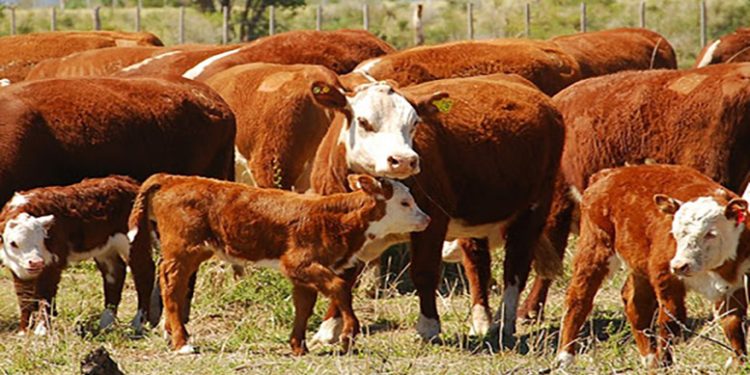 Pautas para realizar un manejo estratégico en el rodeo de cría durante el otoño