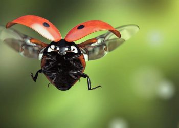 Proyecto Vaquitas, una iniciativa que busca rescatar al insecto de la buena suerte