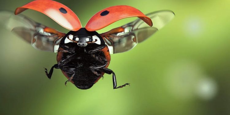 Proyecto Vaquitas, una iniciativa que busca rescatar al insecto de la buena suerte