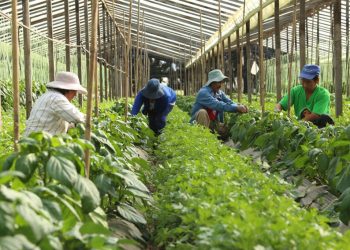 Se lanzó la Mesa Agroalimentaria Argentina en Neuquén
