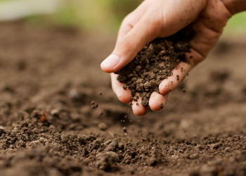 Siembra directa: ¿Qué hay de nuevo?