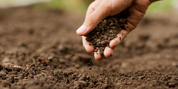 Siembra directa: ¿Qué hay de nuevo?