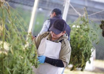 Un fallo de Casación confirma la legalidad del cannabis para uso medicinal y pone un límite al gobierno