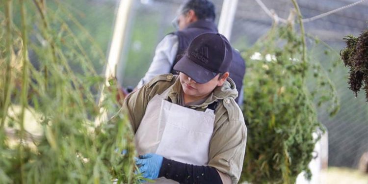 Un fallo de Casación confirma la legalidad del cannabis para uso medicinal y pone un límite al gobierno