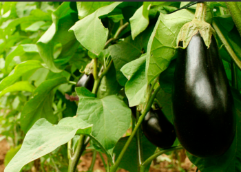 Buenas prácticas agrícolas en la producción de hortalizas para garantizar su inocuidad