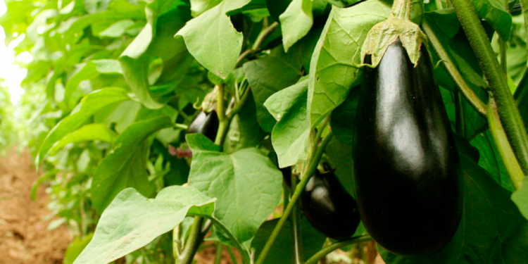 Buenas prácticas agrícolas en la producción de hortalizas para garantizar su inocuidad