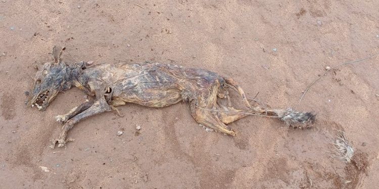 Canal de la Muerte: denuncian que en una obra en Santiago del Estero ya se ahogaron más de 250 animales