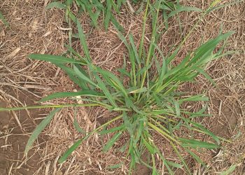 Cómo preparar el partido del maíz frente a las malezas en la próxima campaña