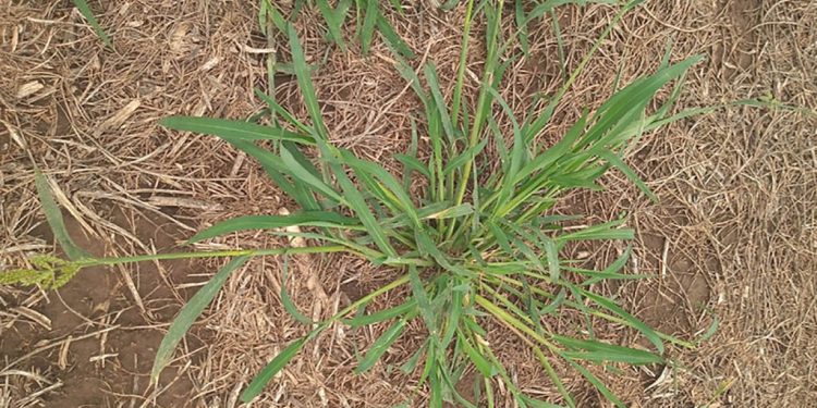 Cómo preparar el partido del maíz frente a las malezas en la próxima campaña