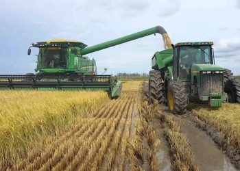 La cosecha de arroz tiene buenas previsiones a pesar de las dificultades climáticas