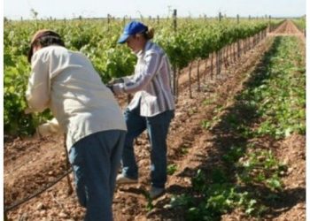 La CRA cruzó a la UATRE por sus denuncias sobre empleo rural informal