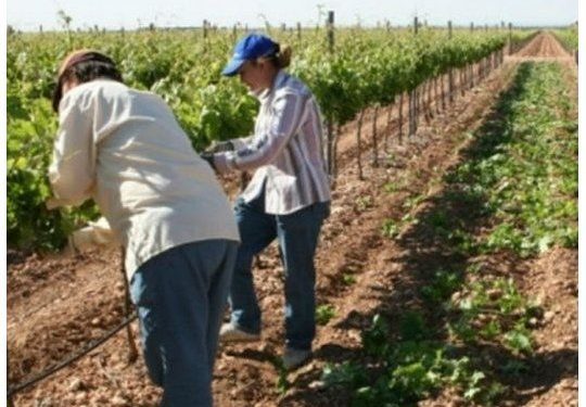 La CRA cruzó a la UATRE por sus denuncias sobre empleo rural informal