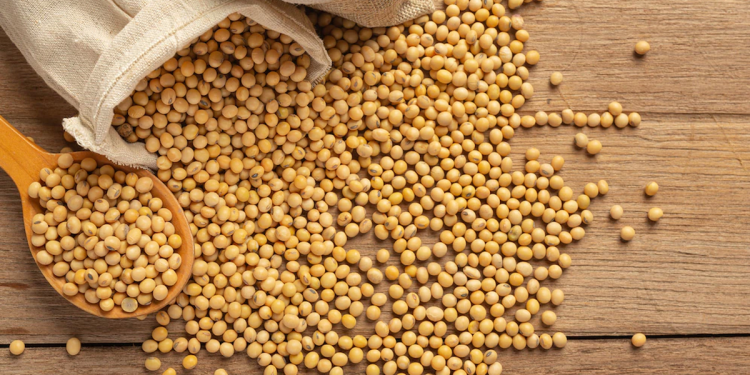 La soja llegó a máximos de un mes y se abre una ventana de oportunidad para Uruguay