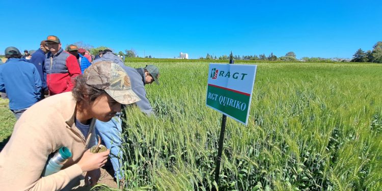 RAGT Semillas presenta su genética francesa en “A Todo Trigo”