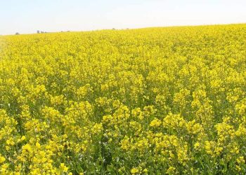 Bunge invierte en cultivos de baja huella de carbono