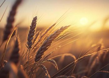 Combinan biotecnología y tecnología de trazabilidad para potenciar el cultivo de trigo sustentable