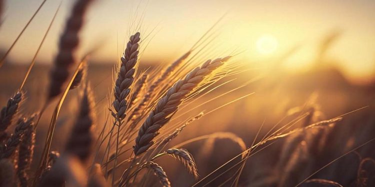 Combinan biotecnología y tecnología de trazabilidad para potenciar el cultivo de trigo sustentable