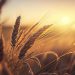 Combinan biotecnología y tecnología de trazabilidad para potenciar el cultivo de trigo sustentable