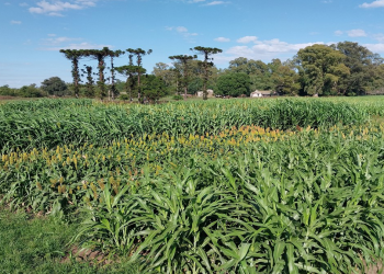 INTA Chascomús presenta los resultados de rendimiento de sorgo para silaje