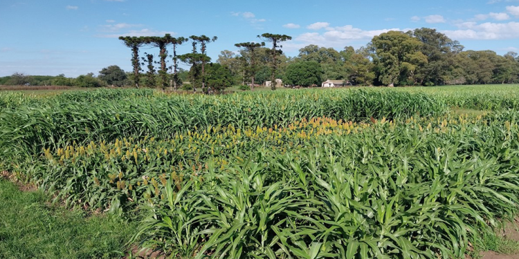 INTA Chascomús presenta los resultados de rendimiento de sorgo para silaje