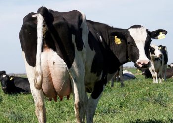 Pautas para maximizar la producción en la etapa de transición