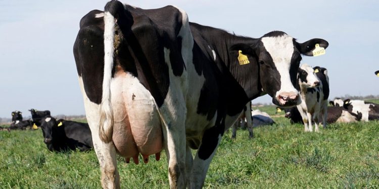 Pautas para maximizar la producción en la etapa de transición