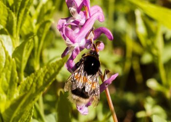 Una leguminosa poco tradicional, evaluada como cultivo de servicio en el semiárido cordobés