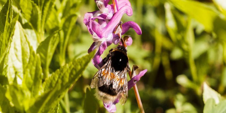 Una leguminosa poco tradicional, evaluada como cultivo de servicio en el semiárido cordobés